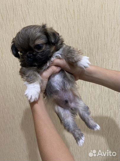 Щенки пекинеса