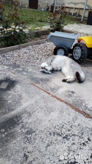 Шотландская кошка