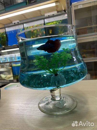 Аквариум бокал 3 л