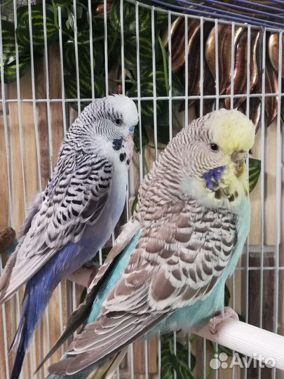 Волнистый попугай (чехи) пара, клетка