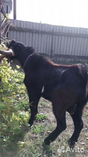 Козел Ламанча, козы