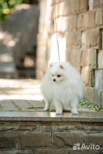 Померанский шпиц вязка кобель