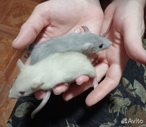 Продам декоративных крыс