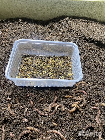 Биогумус,Натуральное Удобрение,Просеянное