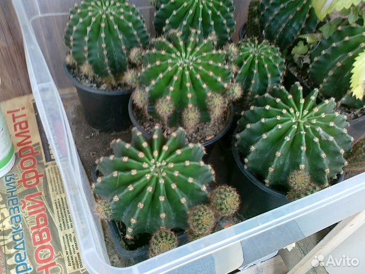 Кактусы взрослые и детки, амарилисы