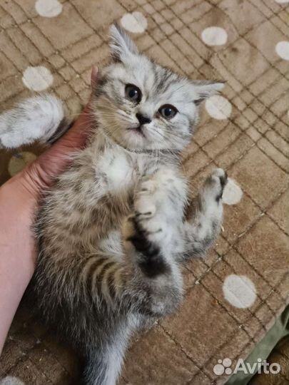 Шотландские