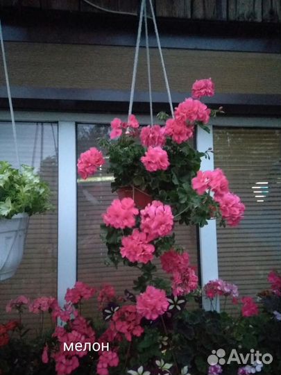 Пеларгонии