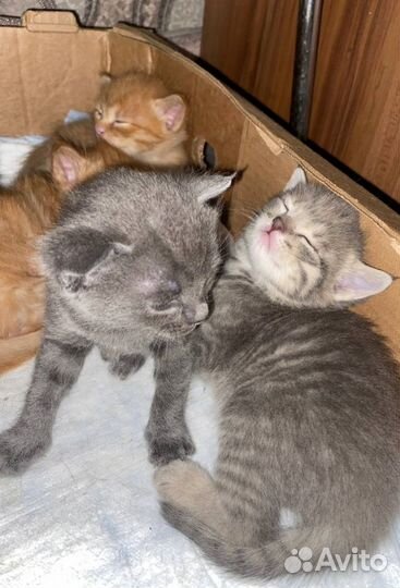 Котята в добрые руки