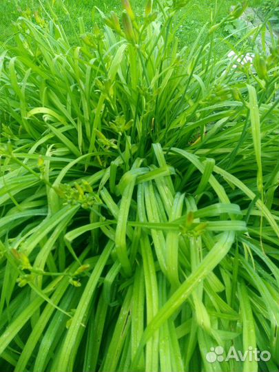 Лилейник и лилия(сортовые)