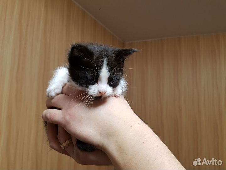 Отдам котят в наидобрейшие руки