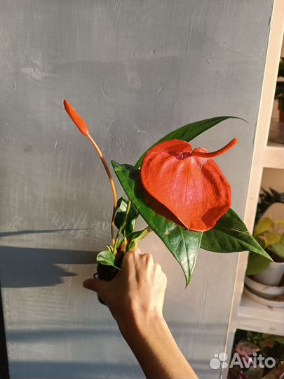 Антуриум Шерцера, в ассортименте