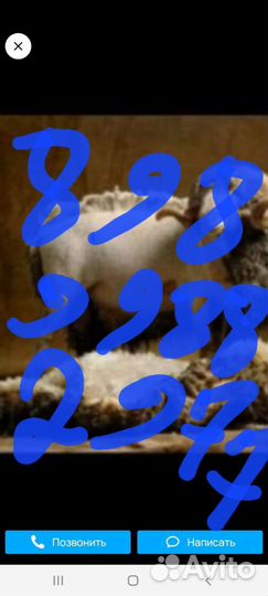 Стрижка овец