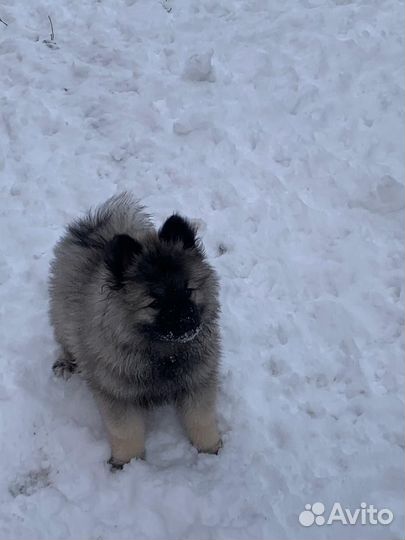 Кеесхонд щенки