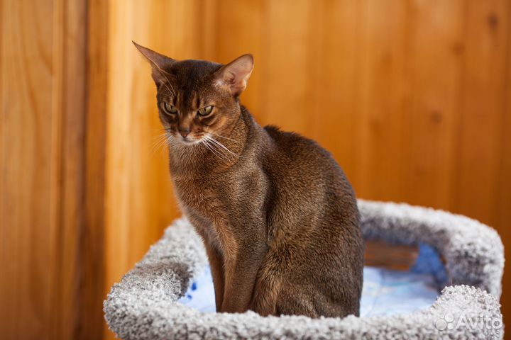 Абиссинский кот