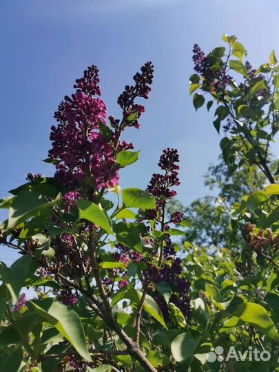 Сирень сортовая