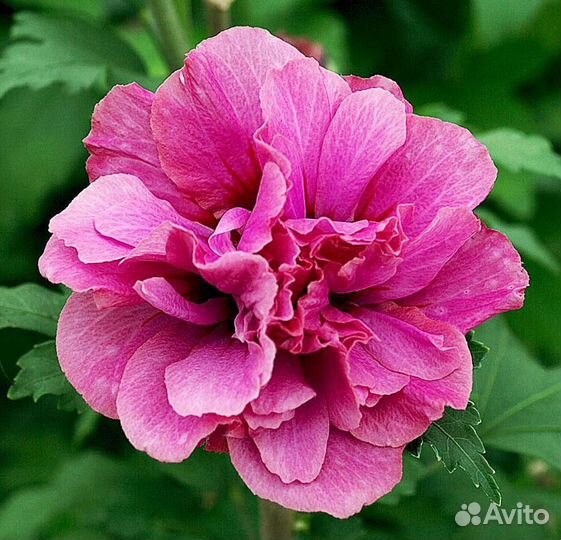 Продаются гибискусы по России