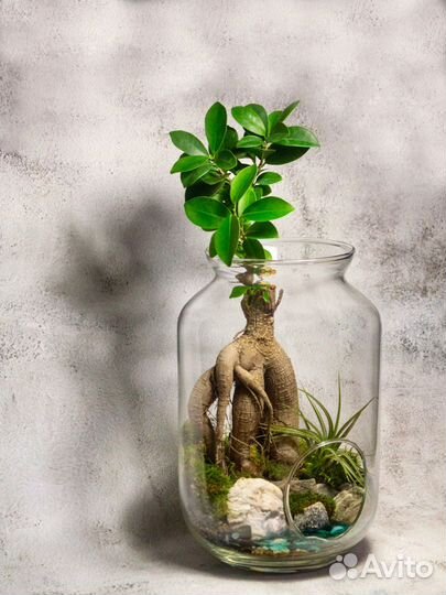 Флорариум. Фикус Гинсенг с озером