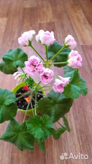 Свежий срез черенков пеларгоний: