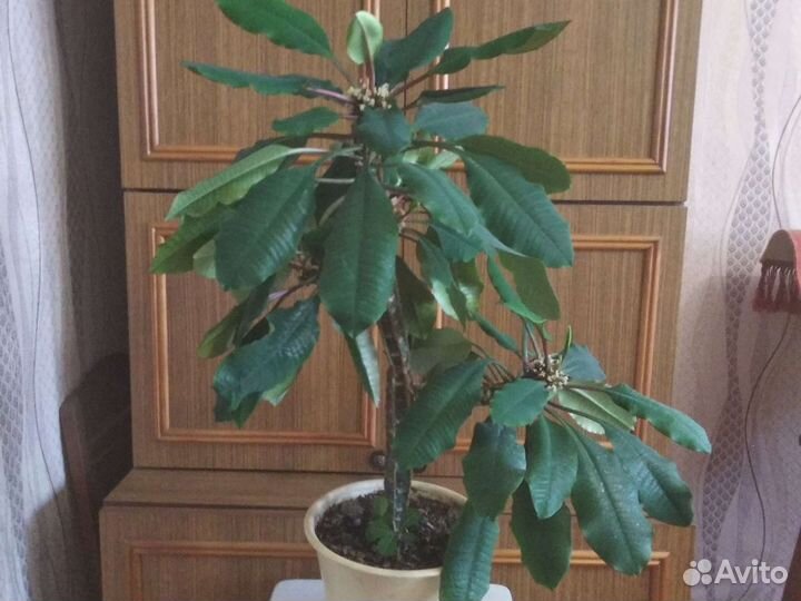 Комнатные цветы