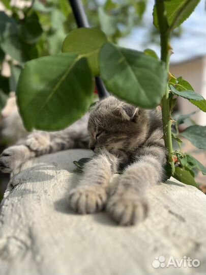 Вислоухие котята в добрые руки