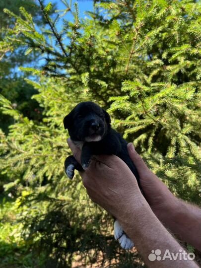 Щенки в добрые руки