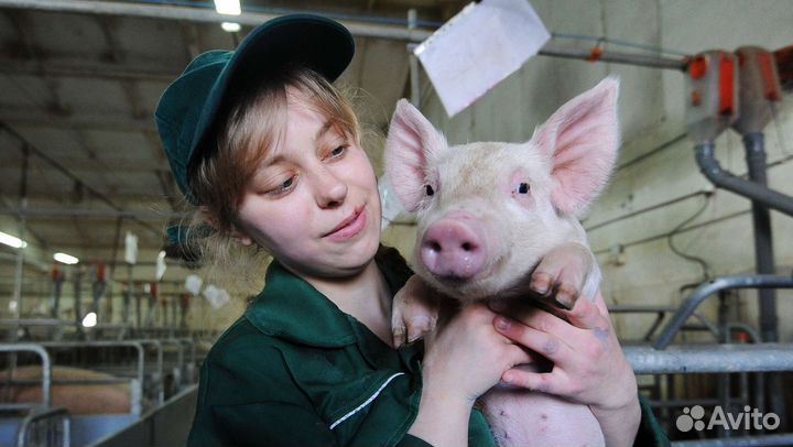 Вахта на жвк с 2х раз питанием/ уход за животными