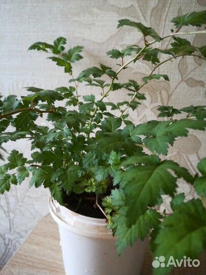 Кустарник Стефанандра Криспа надрезалистная