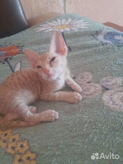 Котик Сфинкс (браш). Тигровый окрас