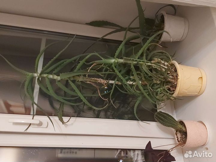 Алоэ лечебный