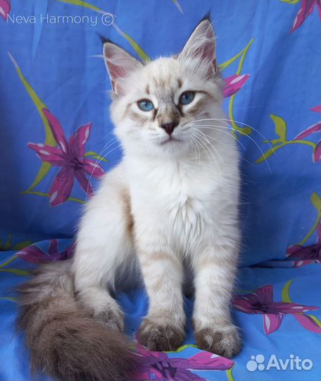 Невский красавчик