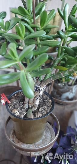 Комнатные растения