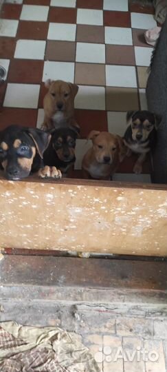 Щенки питбуля