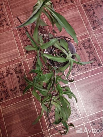 Цветок золотой ус