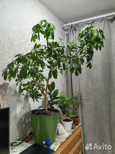 Комнатные цветы шефлера