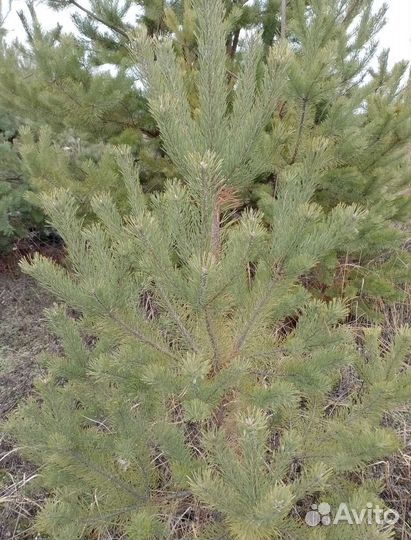 Сосна Обыкновенная высота 1.5 метра