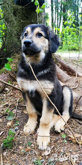 Щенки 3 девчули