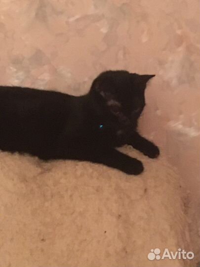 Котенок-подросток