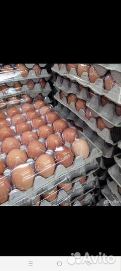 Яйцо куриное, опт и розница