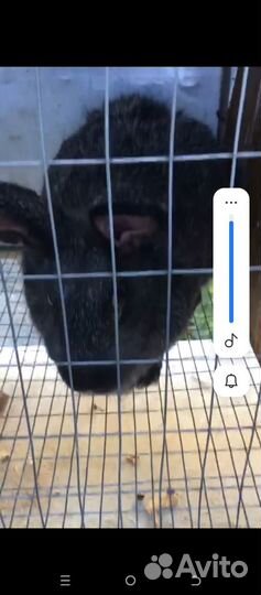 Кролики мясных пород великаны