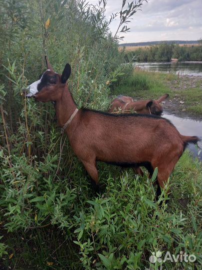 Чешские козы