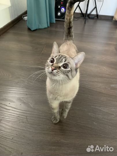 Кошка в добрые руки