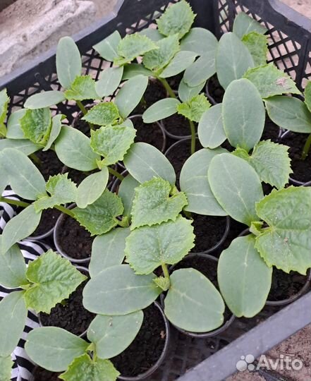 Рассада огурцов, кабачков, базилик