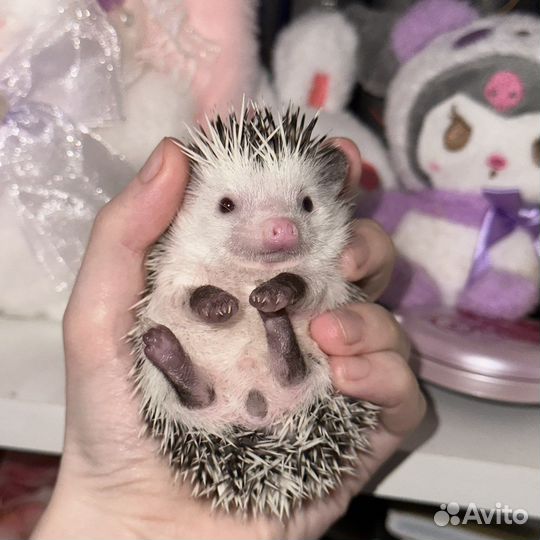 Африканский карликовый ежик