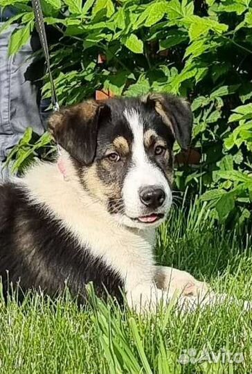 Крупный щенок