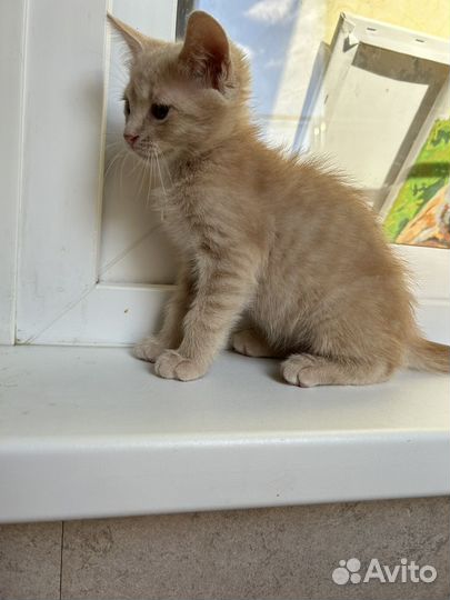 Персик ищет дом