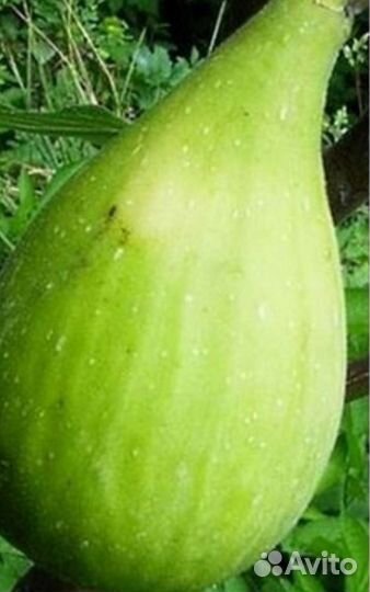 Саженцы инжира