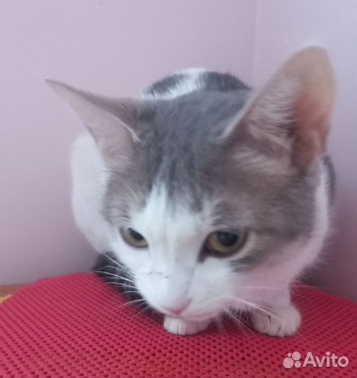 Кошечка-компаньон в добрые руки