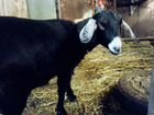 Альпонубийская коза объявление продам