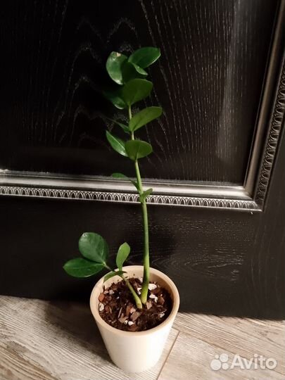 Замиокулькас Мидори