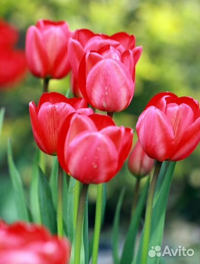 Луковицы тюльпанов